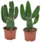 Bloomique - Lot de 2 - Opuntia Rubescens - Cactus Road Kill - Plante Cactus - Plantes d’intérieur - Hauteur 20-30 cm - Pot 12 cm