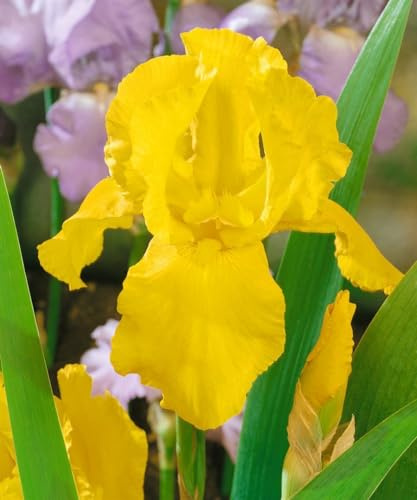 Iris germanica 'Granada Gold' 11x11 cm Topf – Winterhart, Mehrjährig, Pflegeleicht – Schwertlilie – Staude für Beet & Rabatte