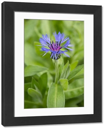 Media Storehouse Mountain Knapweed Framed Print, Thuringia Germany - Modern Frame 22x18 (58x48cm) (12518651)