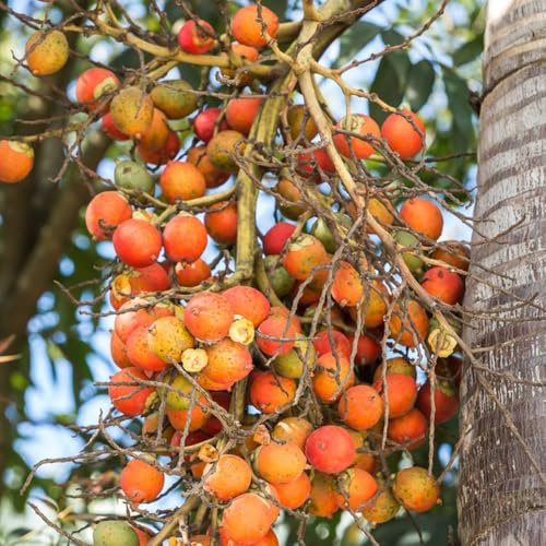 Semillas de palma de betel - semillas de Palma de nuez de betel, Areca catechu, semillas de para jardín enanos resistentes 2pcs