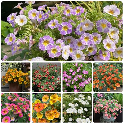 semi di calibrachoa semi di tappezzanti, perenni, resistenti all'inverno Calibrachoa elegansto decorativo perenne ornamentali per luoghi soleggiati 200pcs