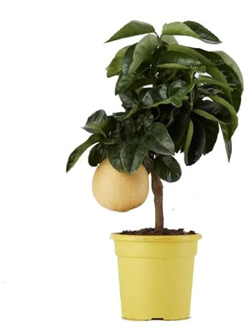 Pomelo Natural Dale Vida y Sabor a tu Exterior - Árbol Cítrico