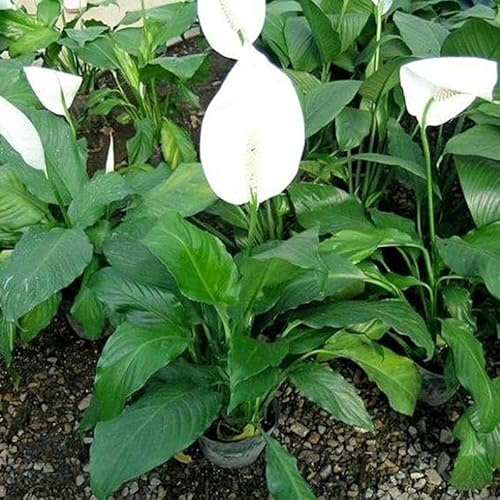 giglio pace bonsái giardino perenne resistenti semi giardino del balcone tagliati selvatici 55pcs