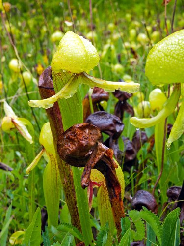 Seedeo Cobralilie (Darlingtonia Californica) 10 Samen inkl. Anzuchtsubstrat