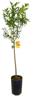 Mandarino Avana TB20 | Árbol Cítrico natural de 100-130cm | Frutas Dulces y Fáciles de Pelar | Perfecto para Jardín y Terraza