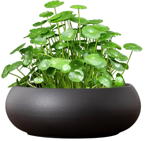 Peosaard Ciotola di Fiori di Loto, fioriera con Ciotola di Loto, Fiore in Ceramica da 7, 4 Pollici, fioriera Antiscivolo per ninfee narcisi Acquario Ufficio casa, pianta