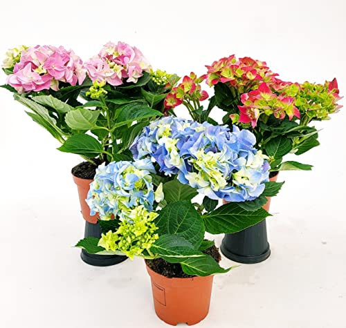 POWERS TO FLOWERS - ORTENSIA NANA, 3 PIANTE. ROSA INTENSO, ROSA TENUE E AZZURRO, VASO 11CM DIAMETRO, piante vere