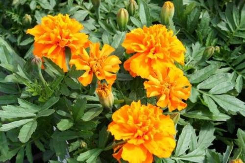 50 Semi di calendula Janie Tangerine Calendula francese