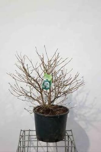 Viburnum plic. 'Watanabe' - Viorne Japonaise 'Watanabe', Viorne De Chine 'Watanabe' 60-80 cm en pot