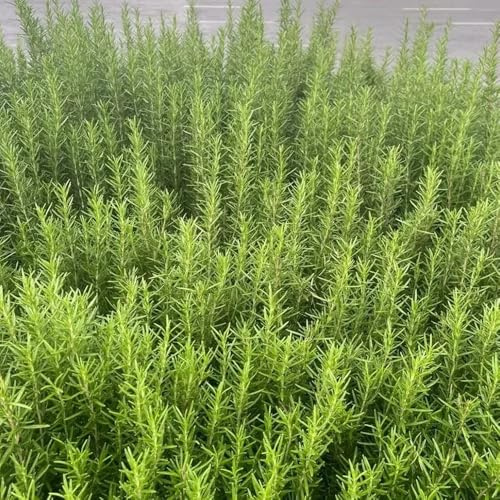 semi di rosmarino resistente all'inverno - biologici, interno e tappezzanti per il giardino decorative, 500pcs