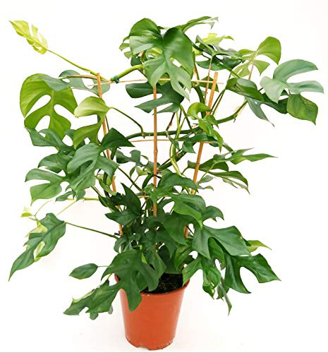 POWERS TO FLOWERS - PHILODENDRON, PHYLODENDRON MINIMA SPALLIERA XXL, pianta vera