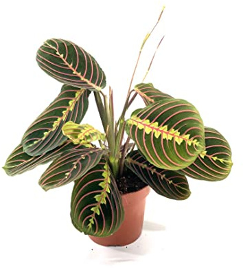 Maranta Leuconeura Tricolor Planta Natural Colgante Perfecta para el Interior o el Exterior de la Casa