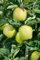 Malus domestica 'Mutsu' 150–200 cm – Winterhart, Mehrjährig – Apfelbaum – Obstbaum für Garten & Obstwiese