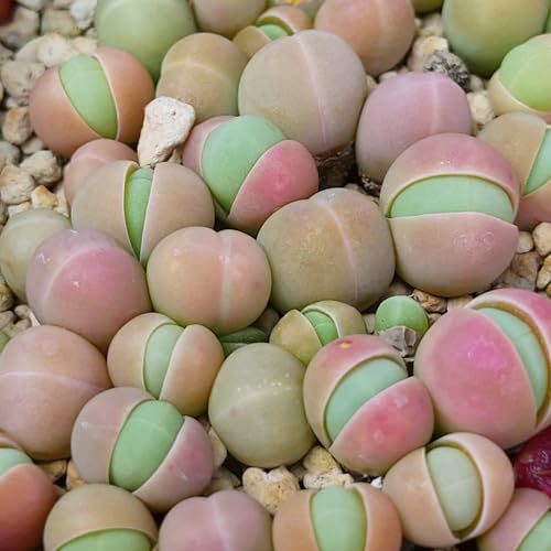 SUNNYPLANTS - Gibbaeum Comptonii Samen - Lebende Steine, Sukkulenten Samen, Lithops, Kieselpflanzensamen (20)