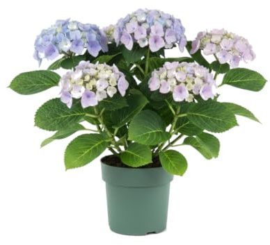 Hydrangea Macrophylla Azul Natural Hortensia - DECOALIVE Planta Viva para Exterior Maceta 20 cm Altura 55 cm