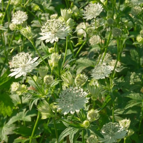 Blumixx Stauden – Astrantia major 'Shaggy' – Sterndolde mit großen weißen Blüten, winterhart & mehrjährig, Bienenfreundlich, ideal für Beet & Garten