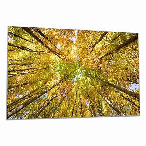 Wallario Herdabdeckplatte/Spritzschutz aus Glas, 2-teilig, 80x52cm mit 8 mm hohen Füßen, für Ceran- und Induktionsherde, Goldener Herbst - Bunte Blätter von unten betrachtet