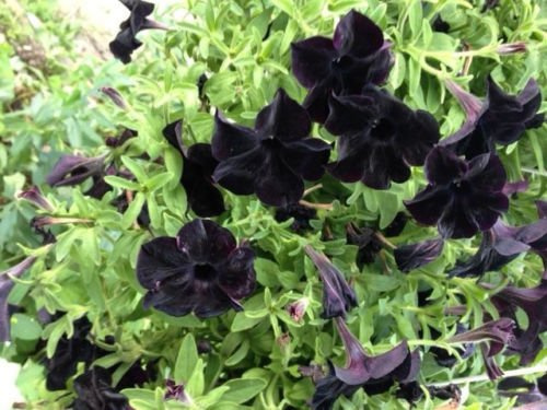 25 semi neri Petunia non pellettato