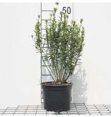 Euonymus jap. 'Micr. Albovariegatus' ('e. king') - Fusain Du Japon 20-30 cm en pot