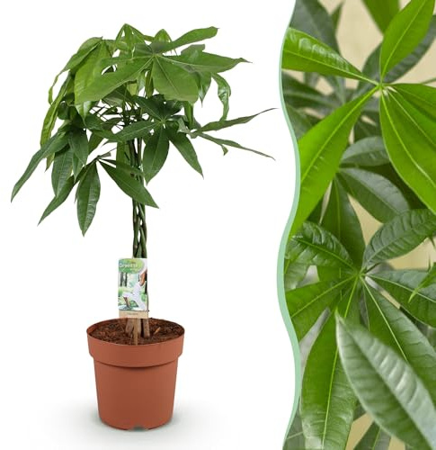 Green boutiQ - Zimmerpflanzen - Geflochtener Stamm Pachira Aquatica - Geldbaum - Wenig Pflege - Grün - 1 Pflanze - Topf 21cm - Höhe 80-90cm