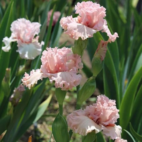 semillas de iris, resistentes para balcones. iris tectorum, Las del jardín de rocas son resistentes perenne 50pcs