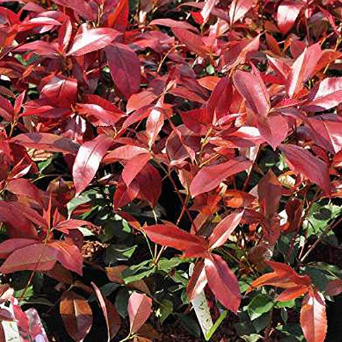 Glanzmispel 'Camilvy' - Photinia Fraseri 'Camilvy' - 40-60 cm Topf - Immergrüne Pflanze mit rotem Austrieb