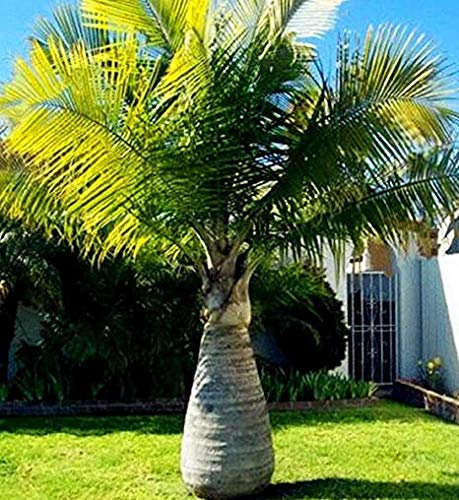 Aachondra Nuovi 50 pezzi di semi di palma verde bottiglia fresca