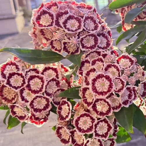 semi di alloro di montagna perenni resistenti al pieno sole da balcone, per decorazioni 350pcs