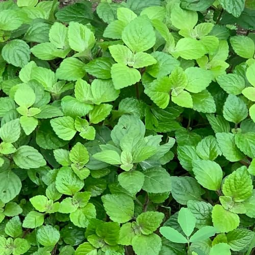 Semi di menta piperita - vecchie varietà per i luoghi soleggiati raro menta resistenti per giardini rocciosi semi di resistenti 100pcs