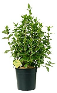 Plantì VIBURNUM TINUS Lentaggine. Arbusto rustico pianta decorativa sempreverde da esterno, vaso 19cm. Piante vere da esterno per giardino e terrazzo. 6 mesi di concimazione con sistema Plantì