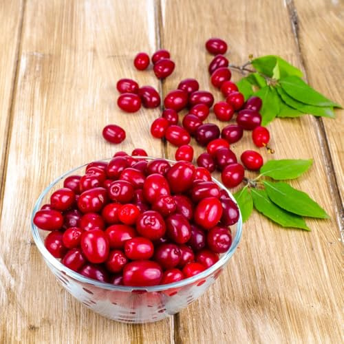 semillas del cerezo cornalina, variedades antiguas semillas para jardín arbustos jardín balcón 50pcs