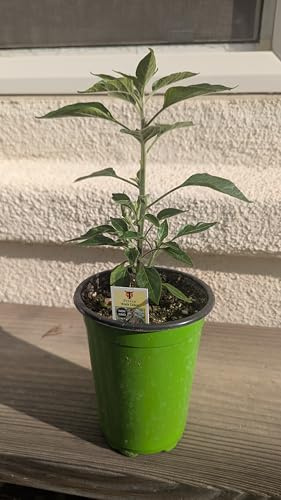 Black Cobra Pepper Liver Plant in 4 Tall Pot AKA Goat's Weed, The African Chile de Arbol peper Plant