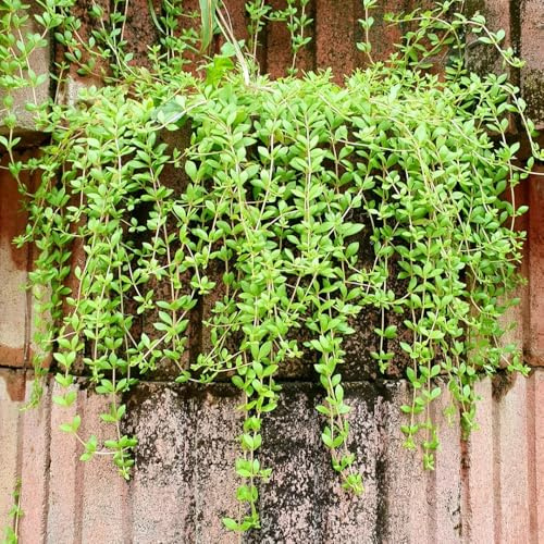 semillas de sedum, Macizo, exóticas resistentes de sedum, al aire libre resistentes para el jardín, 50pcs