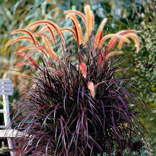 Pack 2 Fountain Grass Plants Live, Ornamental Grasses Live Plants Perennial Potted Plants Ready to Grow, 5-9 Inch Height (Purple Fountain Grass)