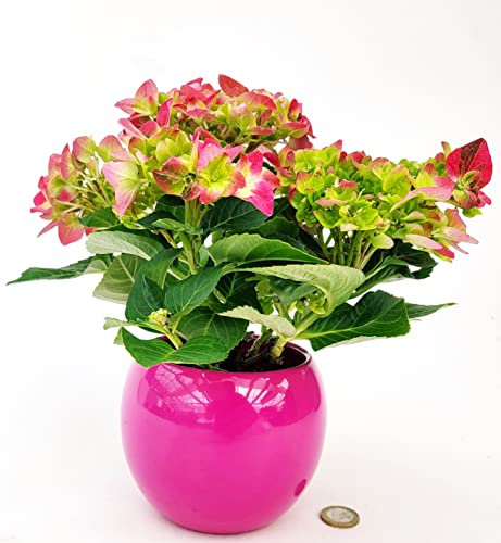 POWERS TO FLOWERS - ORTENSIA NANA ROSA INTENSO BICOLORE IN VASO CERAMICA SFERICO FUCSIA, pianta vera