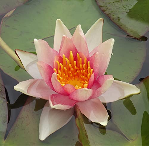 Teichpflanzen Seerosen : Nymphaea Seerose  Sioux  winterhart Pflanztiefe bis 150 cm