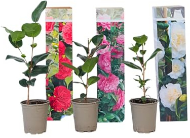 Plant in a Box - Camellia japonica - Mélange de 3 - Roses japonaises - Rose, rouge, blanc - Pot 9cm - Hauteur 25-40cm