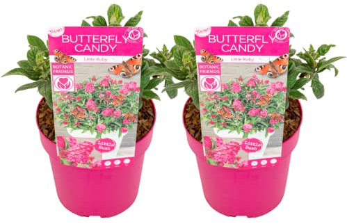 Plant in a Box - Buddleja Candy Little Ruby - 2er Set - Buddleja davidii - Schmetterlingsflieder Winterhart - Rote Blüten - Topf 19cm - Höhe 30-40cm