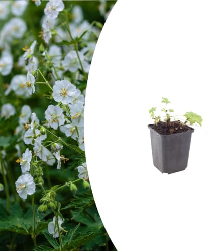 Geranium macr. 'White Ness' | 12 stycken - 10-25cm - Ø9cm - Trädgårdsväxt