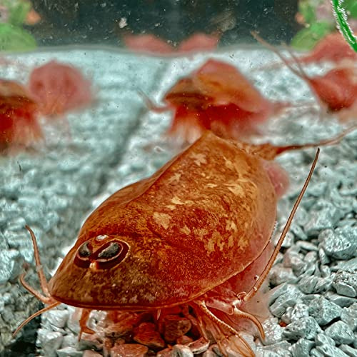 Triops Beni Kabuto ebi Albino Urzeitkrebse Starter Set Ultra ca. 300 Urzeitkrebs-Eiern / Zysten von Triops King aus Deutschland, Anleitung zur Zucht und Jungtier-Futter und viel Futter - Züchte deine eigenen Urzeitkrebse bei dir zu Hause im Aquarium