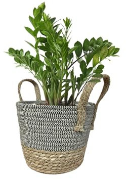 ADP Caches Pot Fleur en Osier, Panier à Plantes d'Intérieur, Pots de Fleurs décoratif en jonc de mer Seagrass avec Doublure Plastique Étanche, Panier de Rangement, diamètre de 22cm Hauteur 20cm (1)