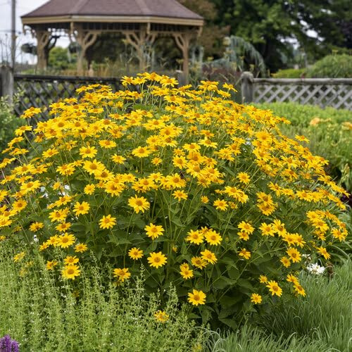 Votaniki Heliopsis Helianthoides 'Summer Sun' #1 Size Bare Root for Planting — Hardy Perennial Wildflower (False Sunflower) | Pollinator-Friendly, Long-Blooming, Easy-to-Grow (1 Pack)