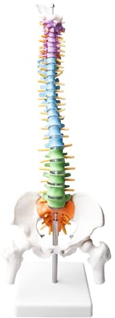 Flexibel mänsklig ryggradsmodell: Anatomisk modell av ryggraden, multifunktionell ryggradsmodell med spinalnerver, bäcken och lår, för undervisningsstudenter och läkare – 45 cm