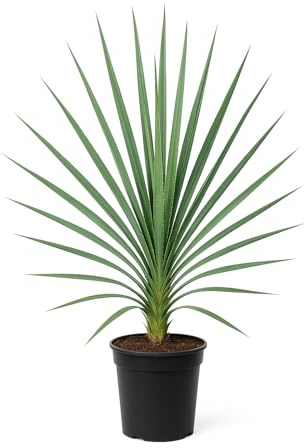 Yucca filamentosa – Palmlilie – 6 Pflanzen – 150cm – Winterharte Gartenstaude – Mehrjährige & pflegeleichte Zierpflanze – Robuste Pflanze für sonnige Standorte 36 Stück