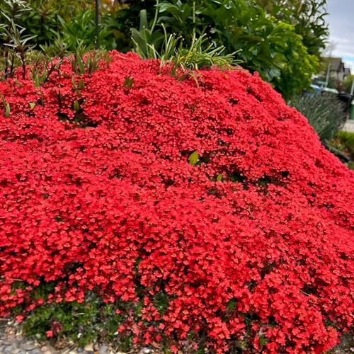 Semi di timo serpillo - arredamento del soggiorno in vaso decorative da giardino balcone serra interna da giardino biologiche 1000pcs