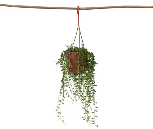 Plant in a Box - Senecio Rowleyanus - Perlenschnur - Hängepflanze - Topf 12cm - Höhe 10-20cm
