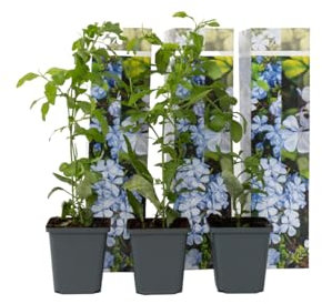 Plant in a Box - Plumbago auriculata 'Plumbago du Cap' - Set de 6 - Plante en plomb - Pot 9cm -Hauteur 25-40cm