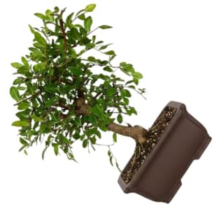 Bonsái Olmo Chino Tradicional Compacto para Modelado y Poda con Valor Decorativo | DECOALIVE