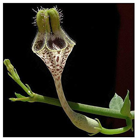 Ceropegia radicans - Leuchterblume - 2 Samen