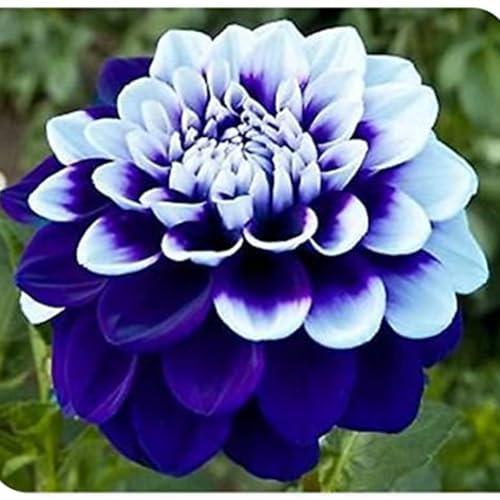 Dahlia Bulbs Mix for Planting Now UK/Cut Flowers/Strong Plants That Grow Well/Good for Containers/Greening Flower/Natural Organic/Wedding Flowers.-2bulbs-B